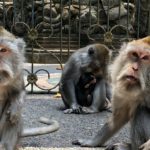 At the Sangeh Monkey Temple